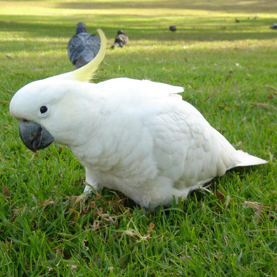 Sulphur Crested Cockatoo